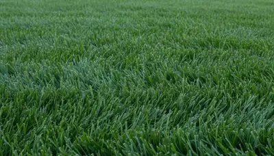 Close-up of freshly mowed grass showing uniform cut and healthy color from pro lawn care in Redding, CA