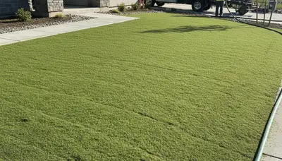 Fresh hydroseed coverage on prepared soil by Chop Chop Landscaping in Redding, CA ready for lawn growth