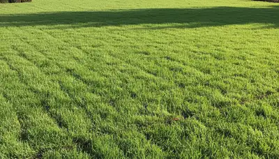 Freshly installed green sod lawn transformation by Chop Chop Landscaping in Redding, CA